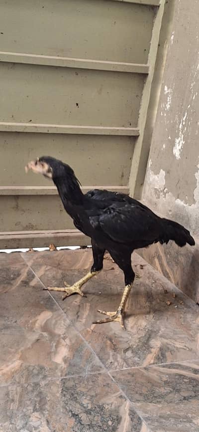aseel chicks