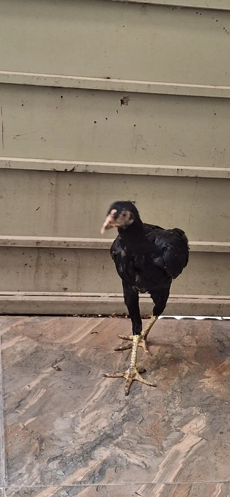 aseel chicks — photo 2