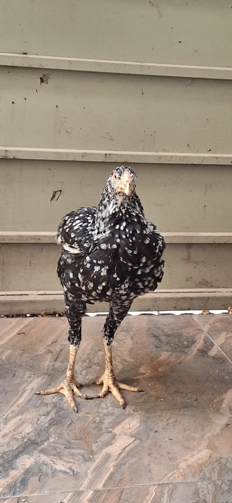 aseel chicks — photo 3