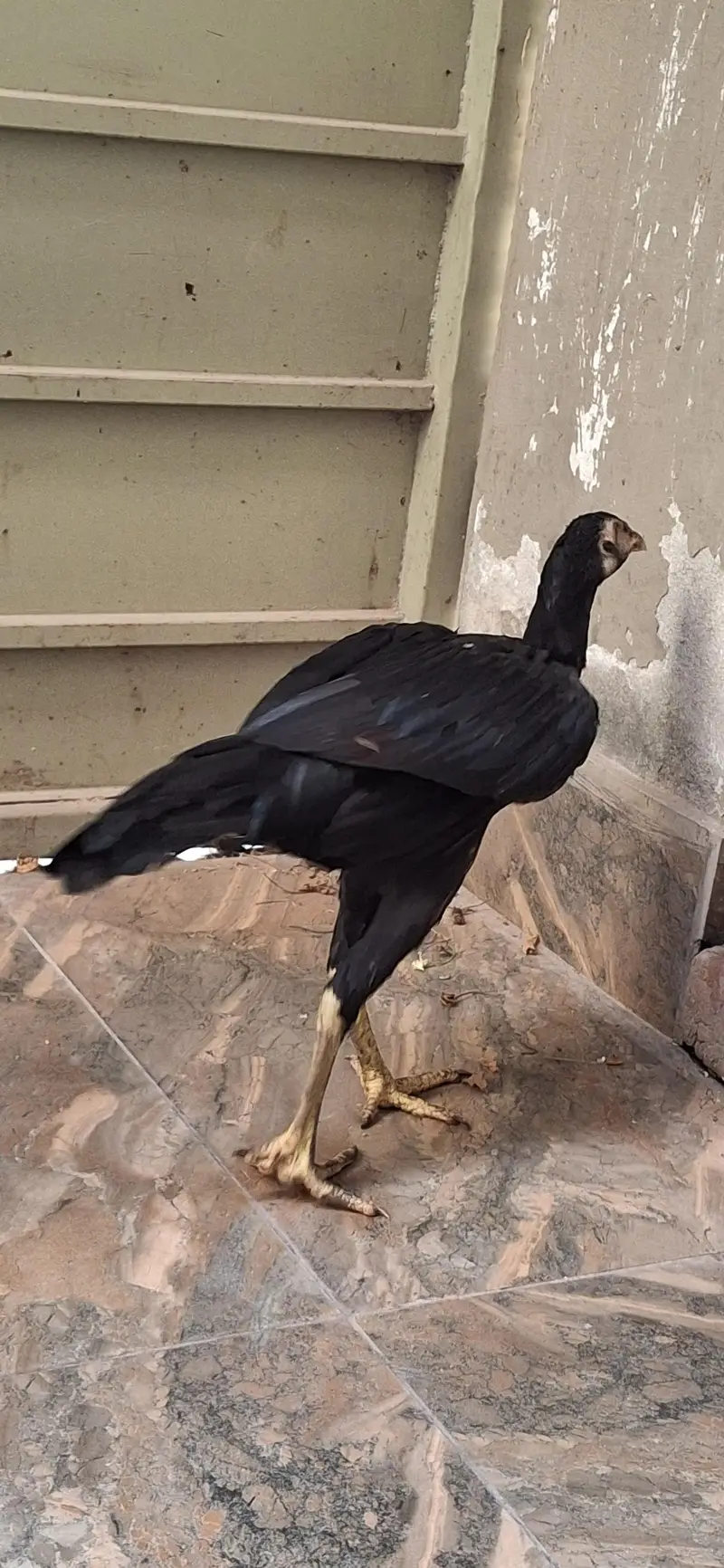 aseel chicks — photo 4