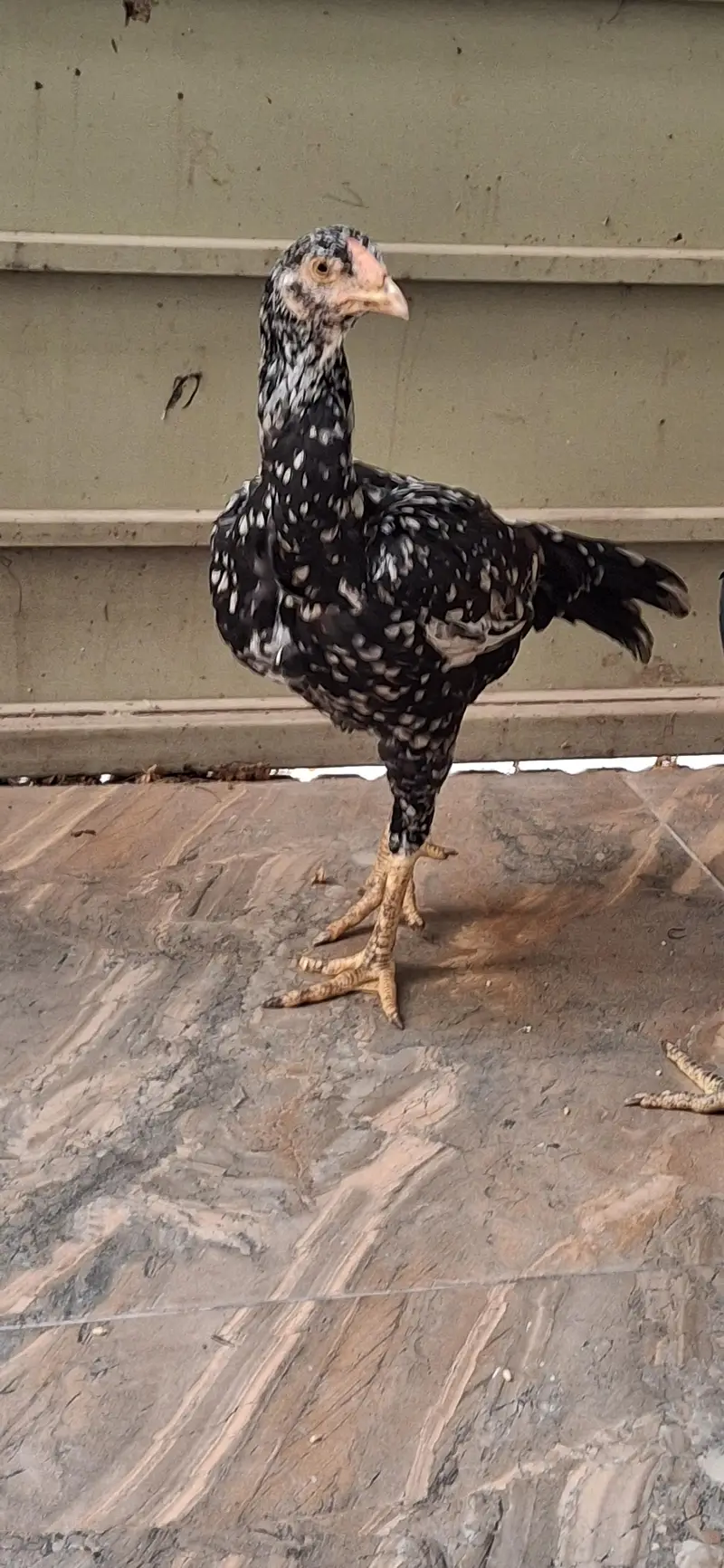 aseel chicks — photo 5