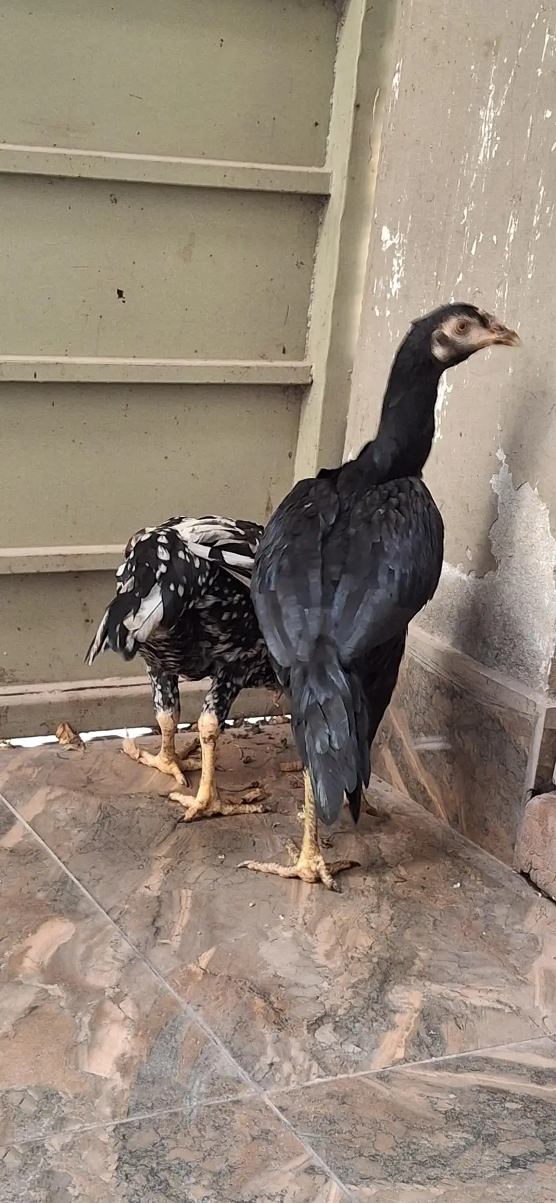 aseel chicks — photo 6