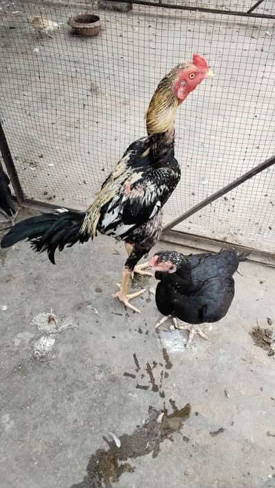 Seel murga or murgiyan