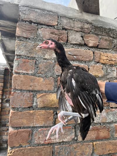 Aseel chiks For sale