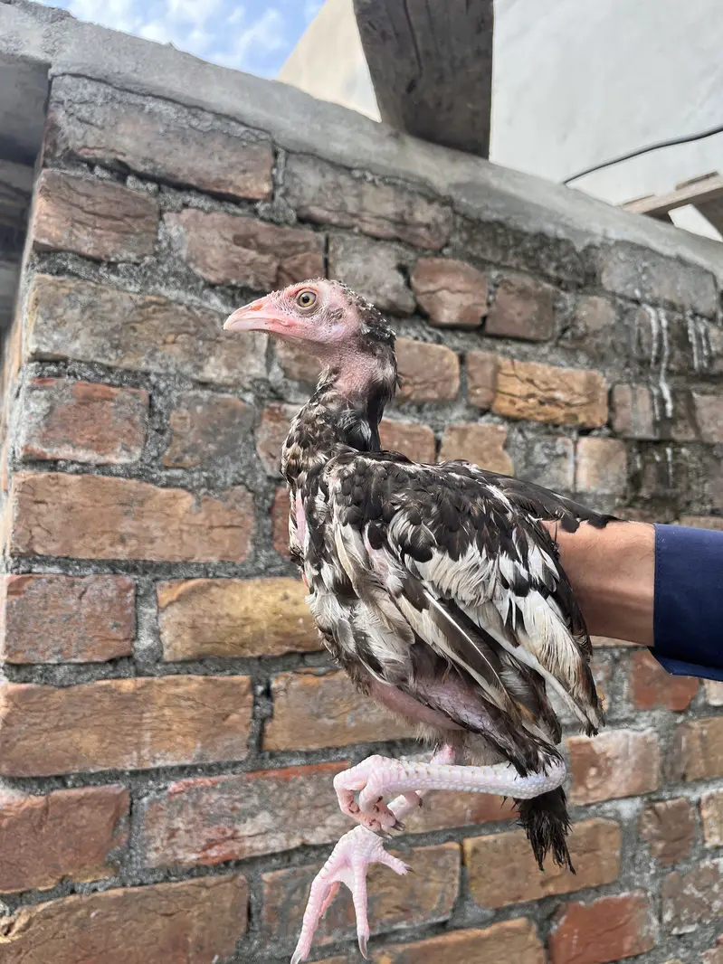 Aseel chiks For sale — photo 4