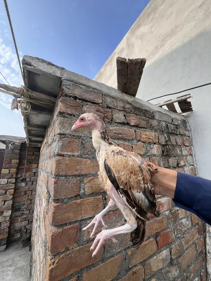 Aseel chiks For sale — photo 5