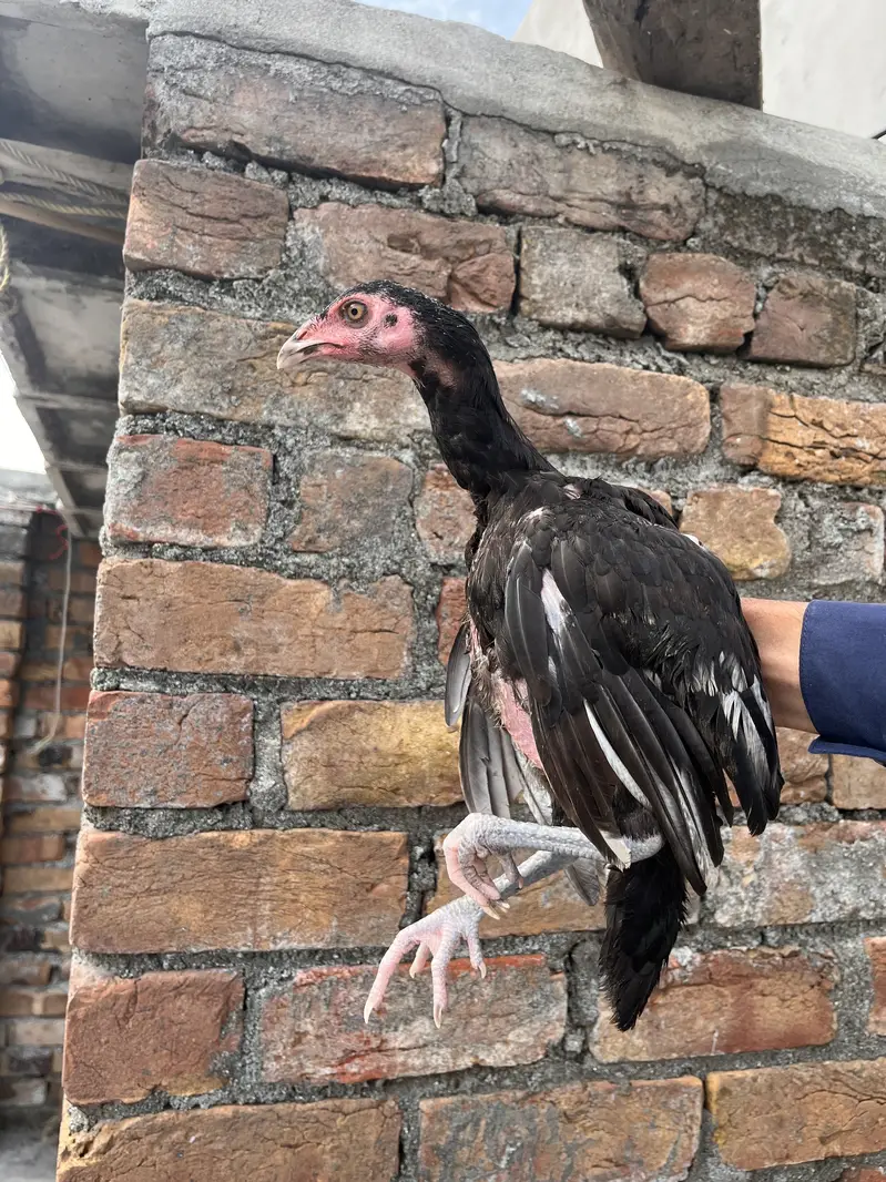 Aseel chiks For sale — photo 8