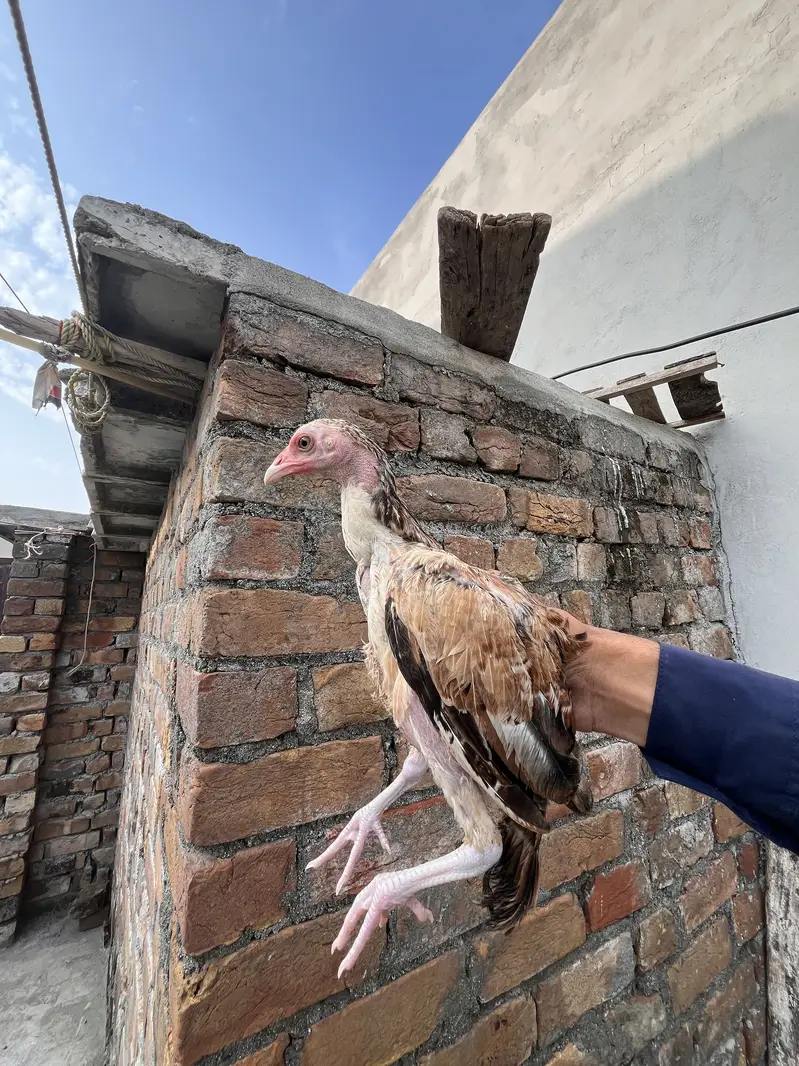 Aseel chiks For sale — photo 11