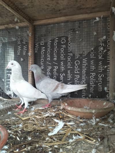 Saleta Breeder pair