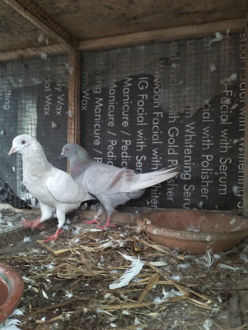 Saleta Breeder pair — photo 2