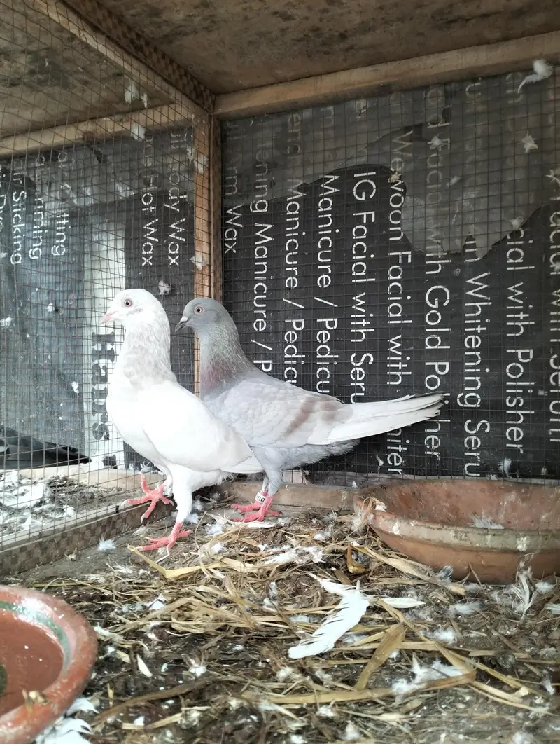Saleta Breeder pair — photo 3