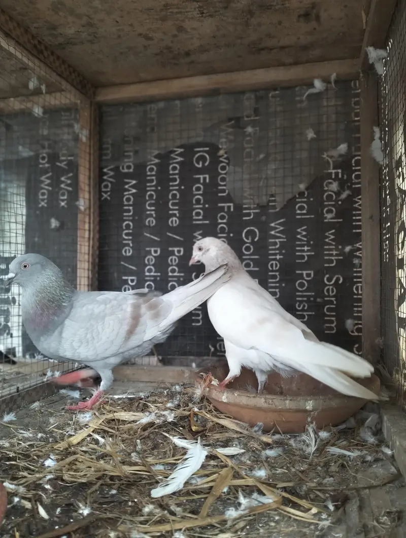Saleta Breeder pair — photo 4