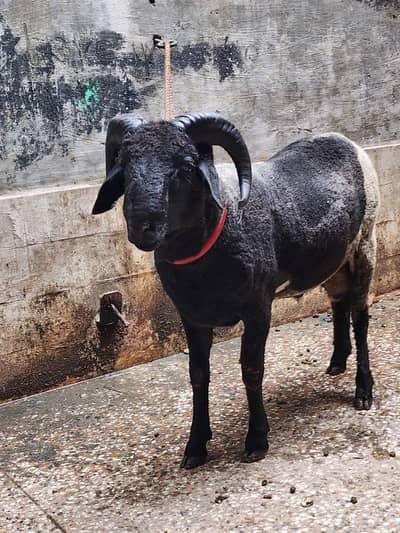 short tail ram puri