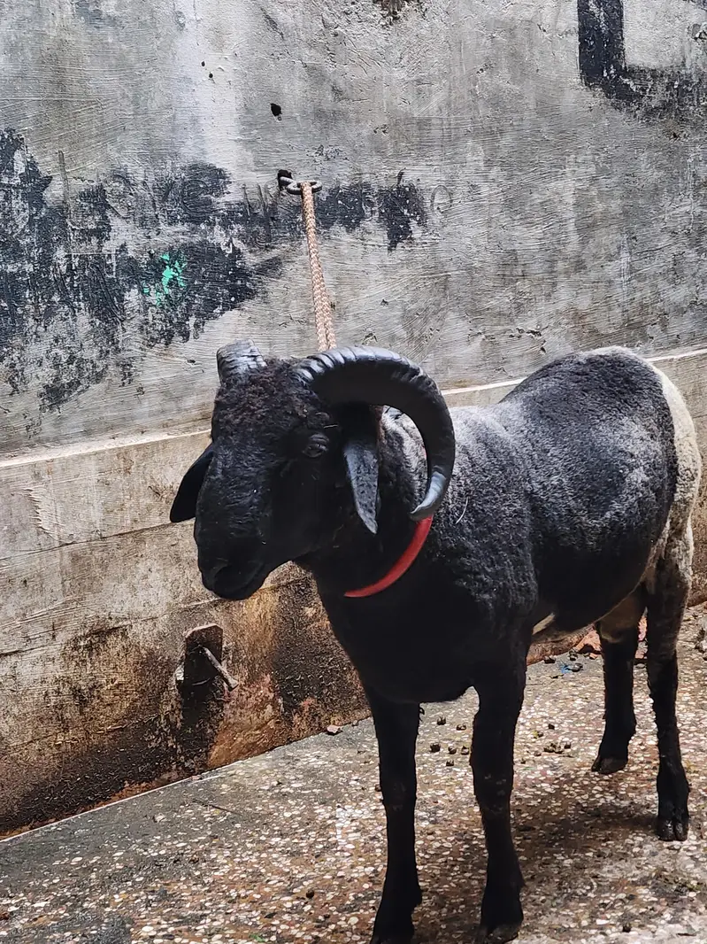 short tail ram puri — photo 2