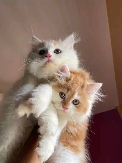 Cats | Persian | kittens |  Blue Eyes | O348O163O63 щatsap^⁠_⁠^^⁠_⁠^
