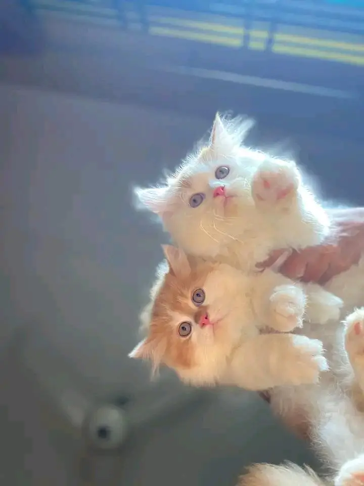 Cats | Persian | kittens |  Blue Eyes | O348O163O63 щatsap^⁠_⁠^^⁠_⁠^ — photo 2