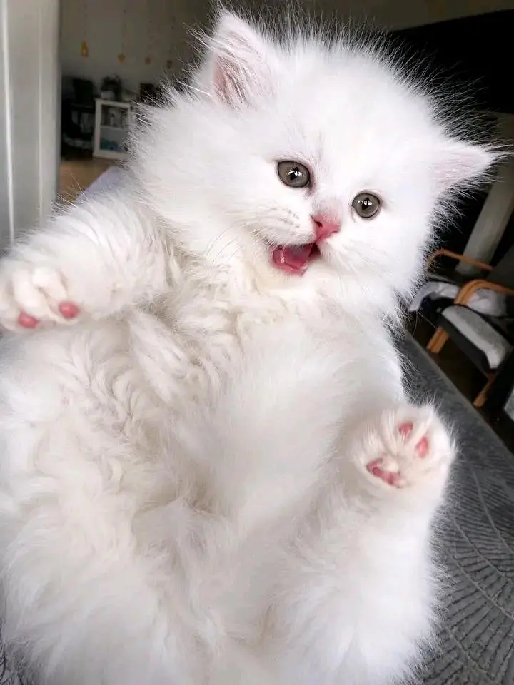 Cats | Persian | kittens |  Blue Eyes | O348O163O63 щatsap^⁠_⁠^^⁠_⁠^ — photo 3