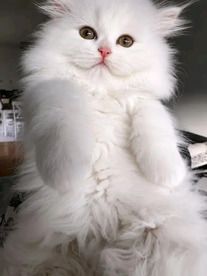 Cats | Persian | kittens |  Blue Eyes | O348O163O63 щatsap^⁠_⁠^^⁠_⁠^ — photo 4