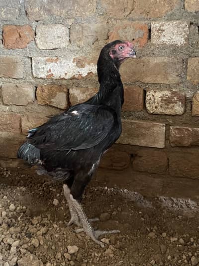 03331049701