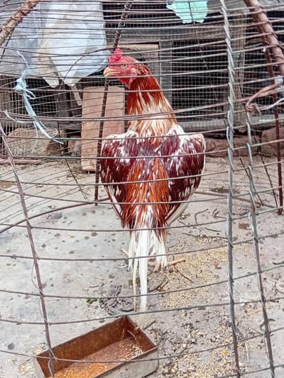 Aseel murga Dasi hens love birds parrot australian