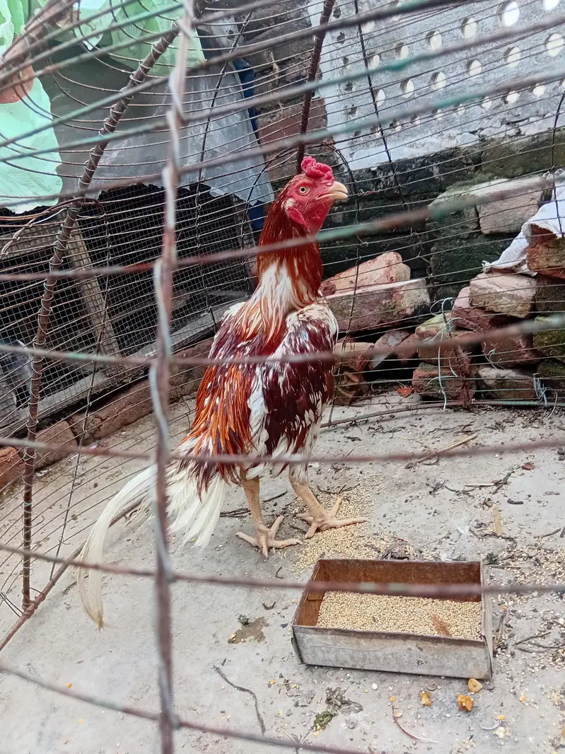 Aseel murga Dasi hens love birds parrot australian — photo 2