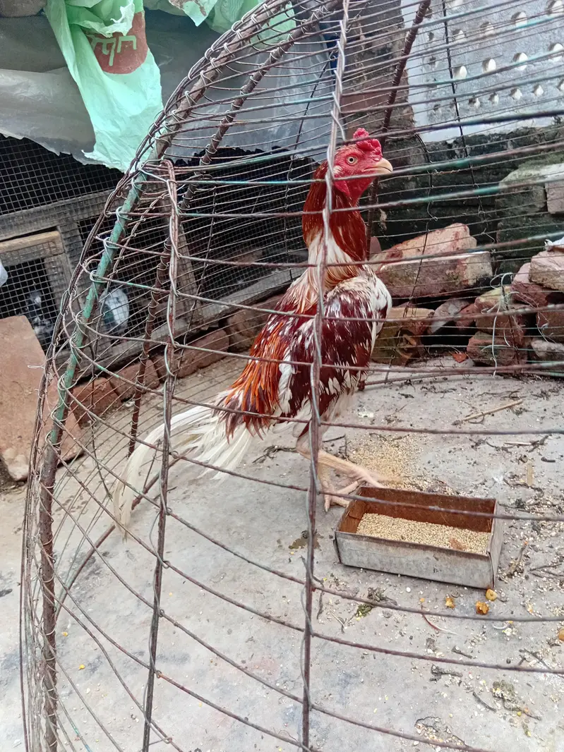 Aseel murga Dasi hens love birds parrot australian — photo 3