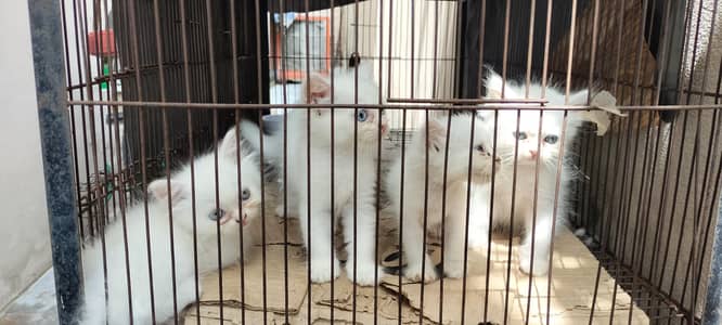 Persian cat tripple clotted kitten urgent sale