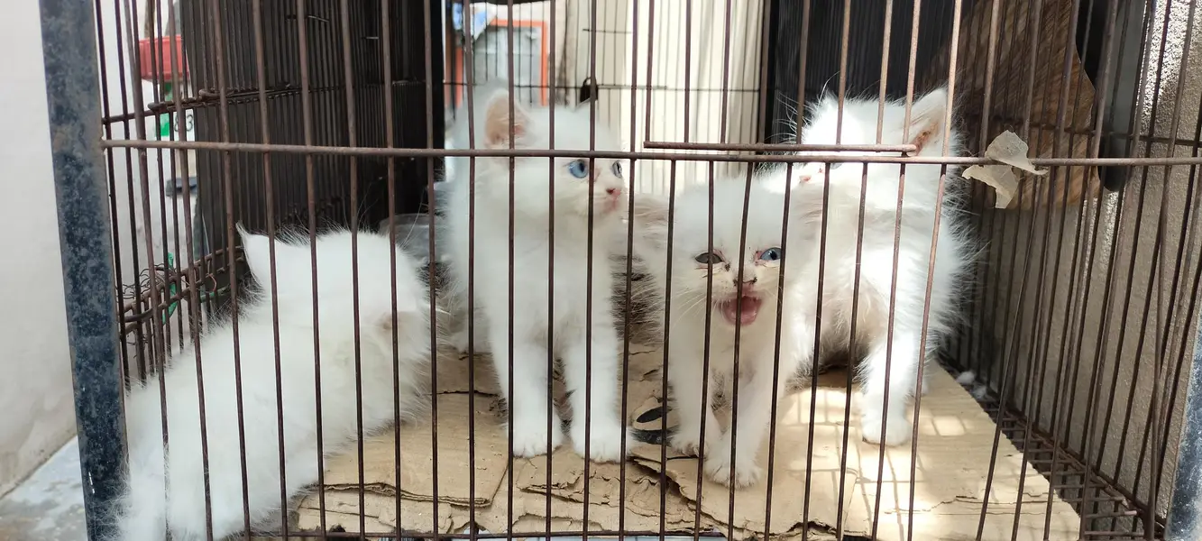 Persian cat tripple clotted kitten urgent sale — photo 2