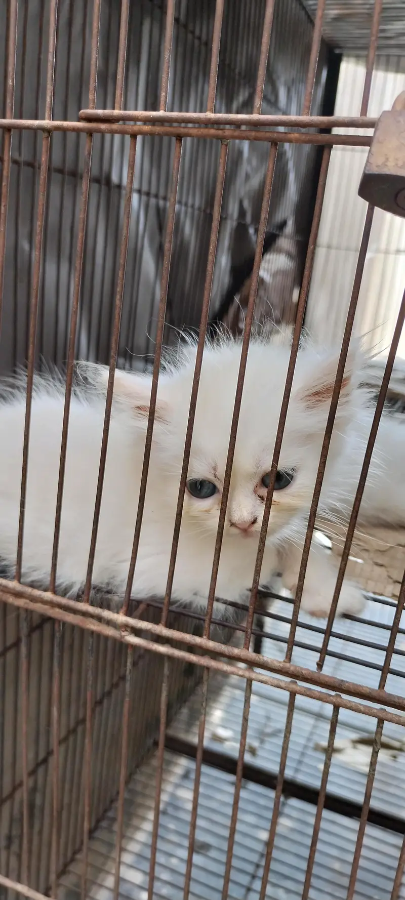 Persian cat tripple clotted kitten urgent sale — photo 3