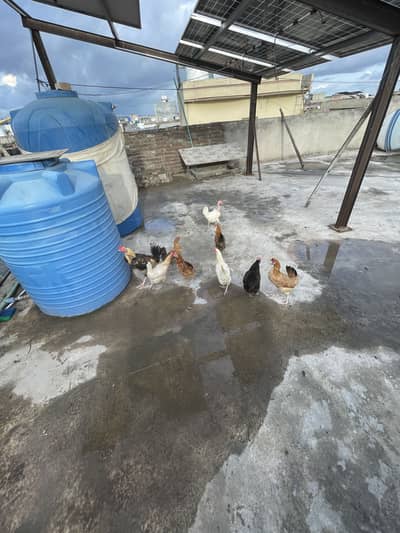 Egg lying hens golden mesri