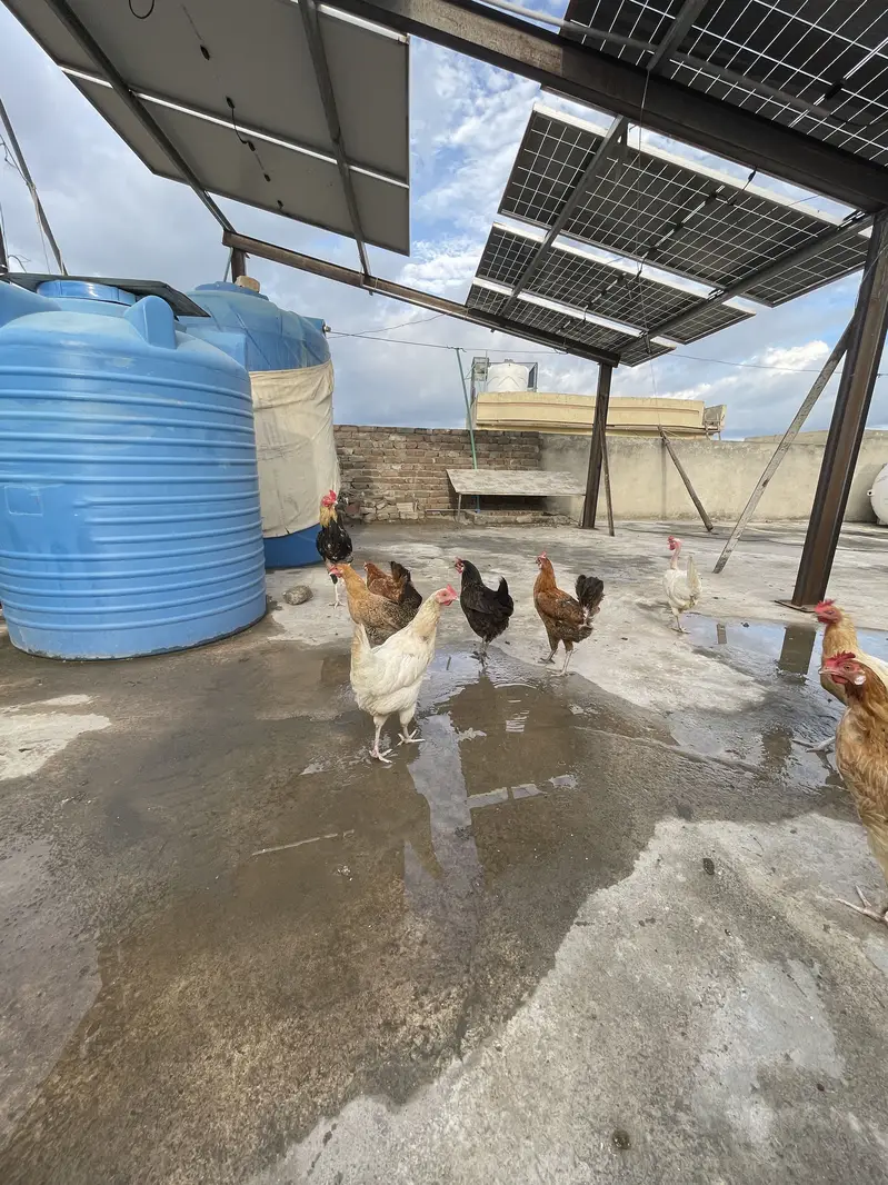 Egg lying hens golden mesri — photo 2