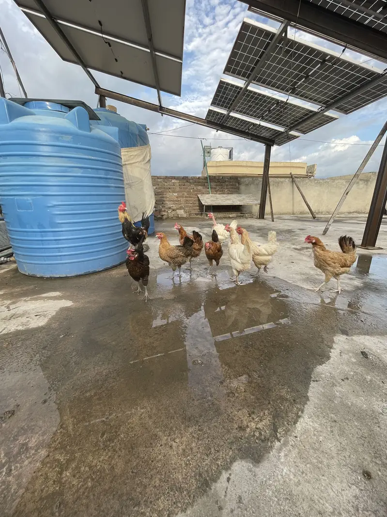 Egg lying hens golden mesri — photo 3