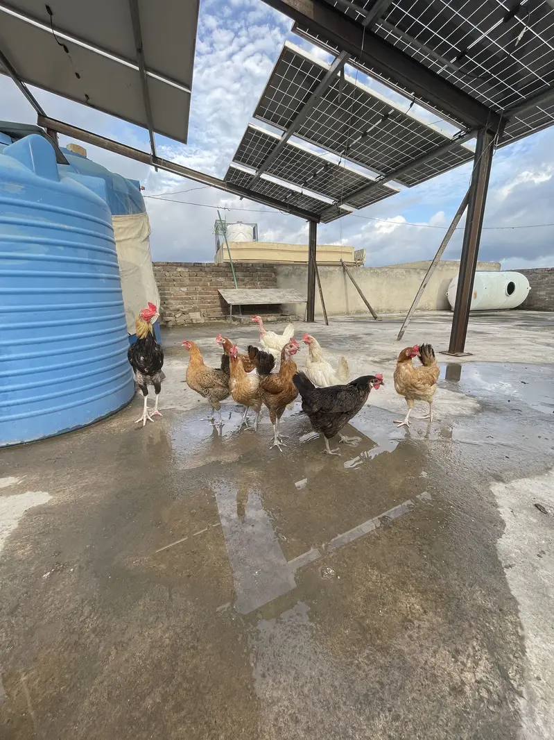 Egg lying hens golden mesri — photo 4