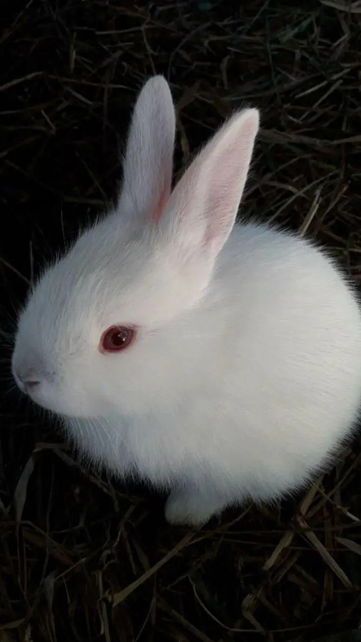 New Zealand white