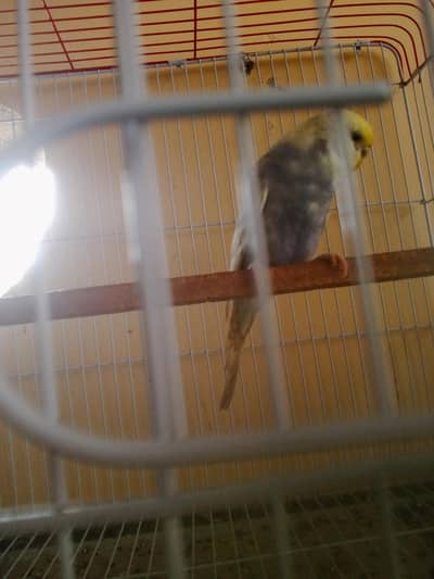 Rainbow Spangle Budgie Australian Bajri