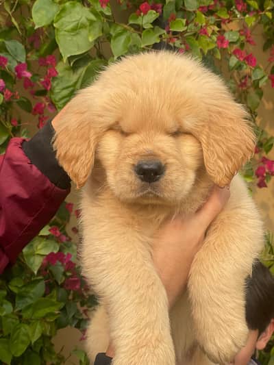 professional dog trainer Lahore Home visit