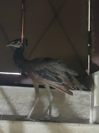 peacock male available