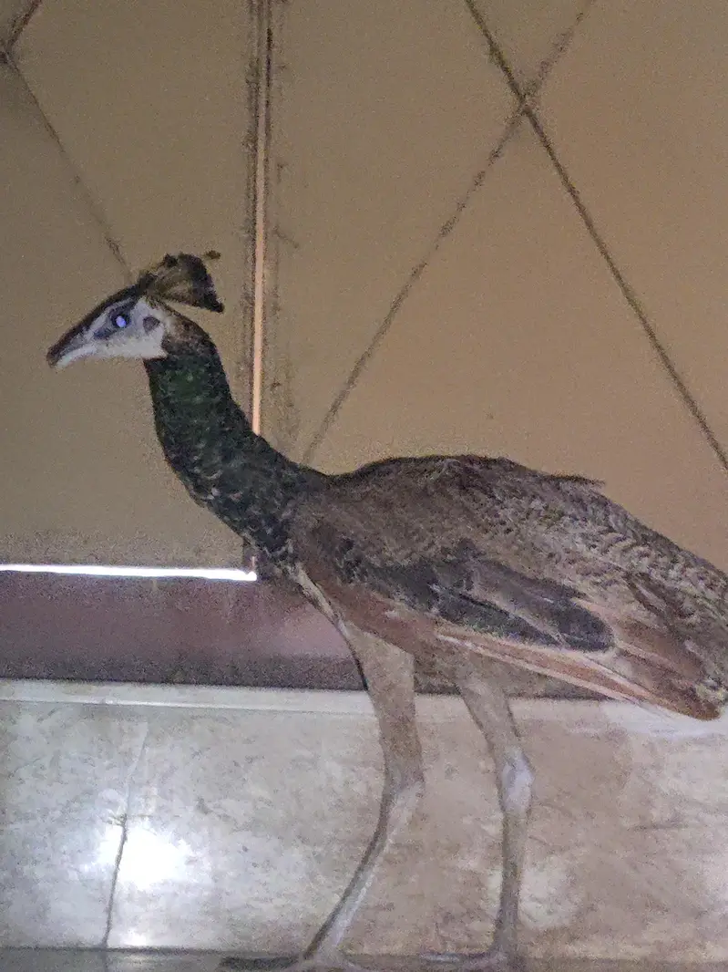 peacock male available — photo 2