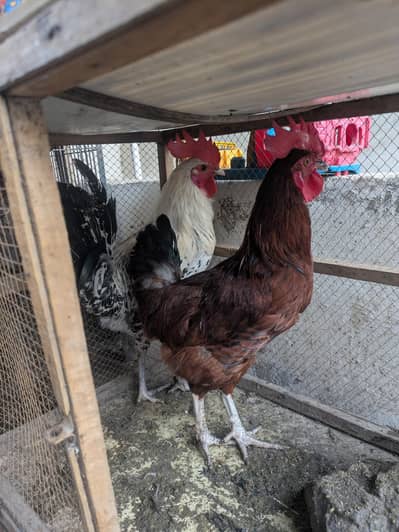 2 Males for sale