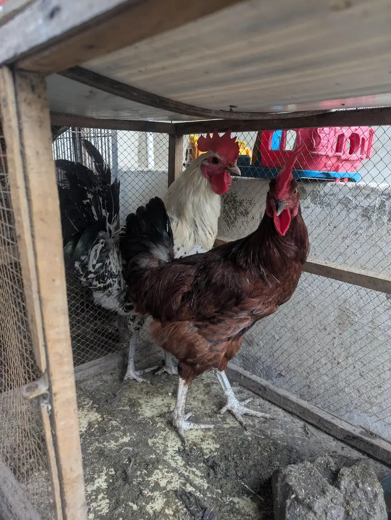 2 Males for sale — photo 2