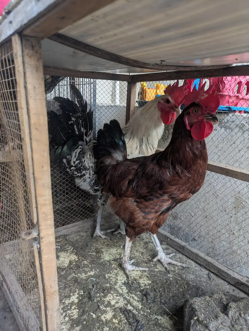 2 Males for sale — photo 3