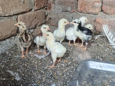 High Quality Paper white and Lakha mushka Chicks