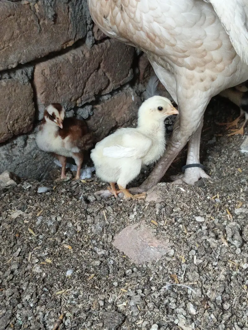 High Quality Paper white and Lakha mushka Chicks — photo 2