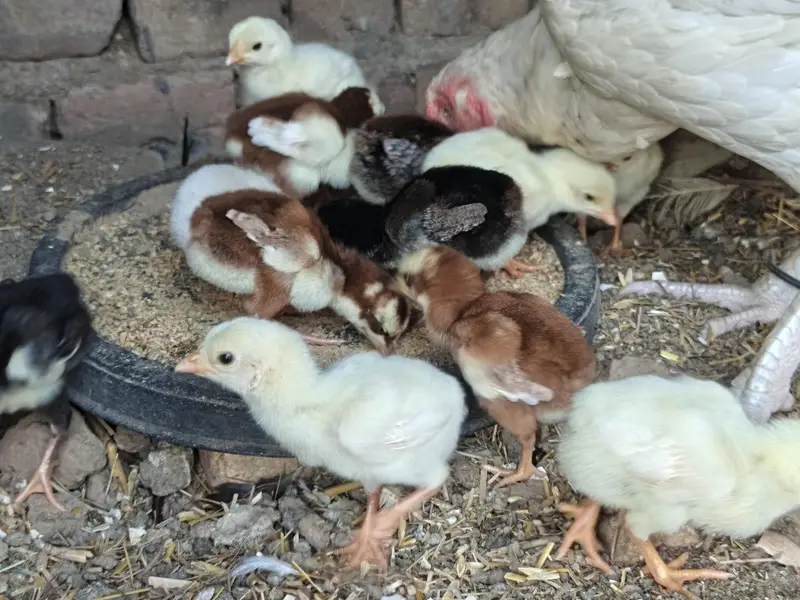 High Quality Paper white and Lakha mushka Chicks — photo 3