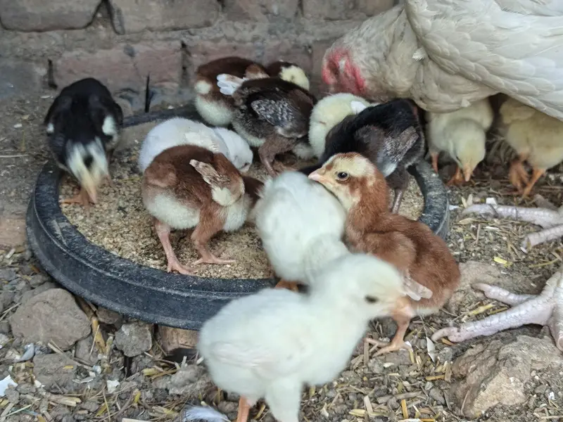 High Quality Paper white and Lakha mushka Chicks — photo 4