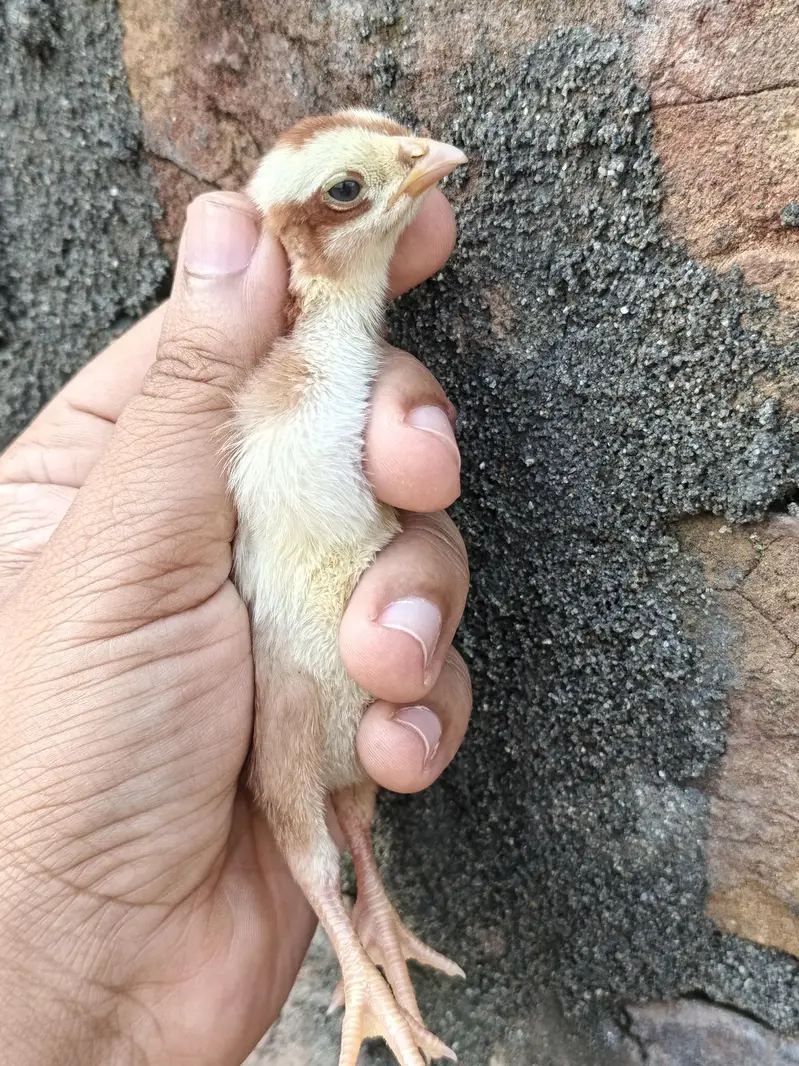 High Quality Paper white and Lakha mushka Chicks — photo 5