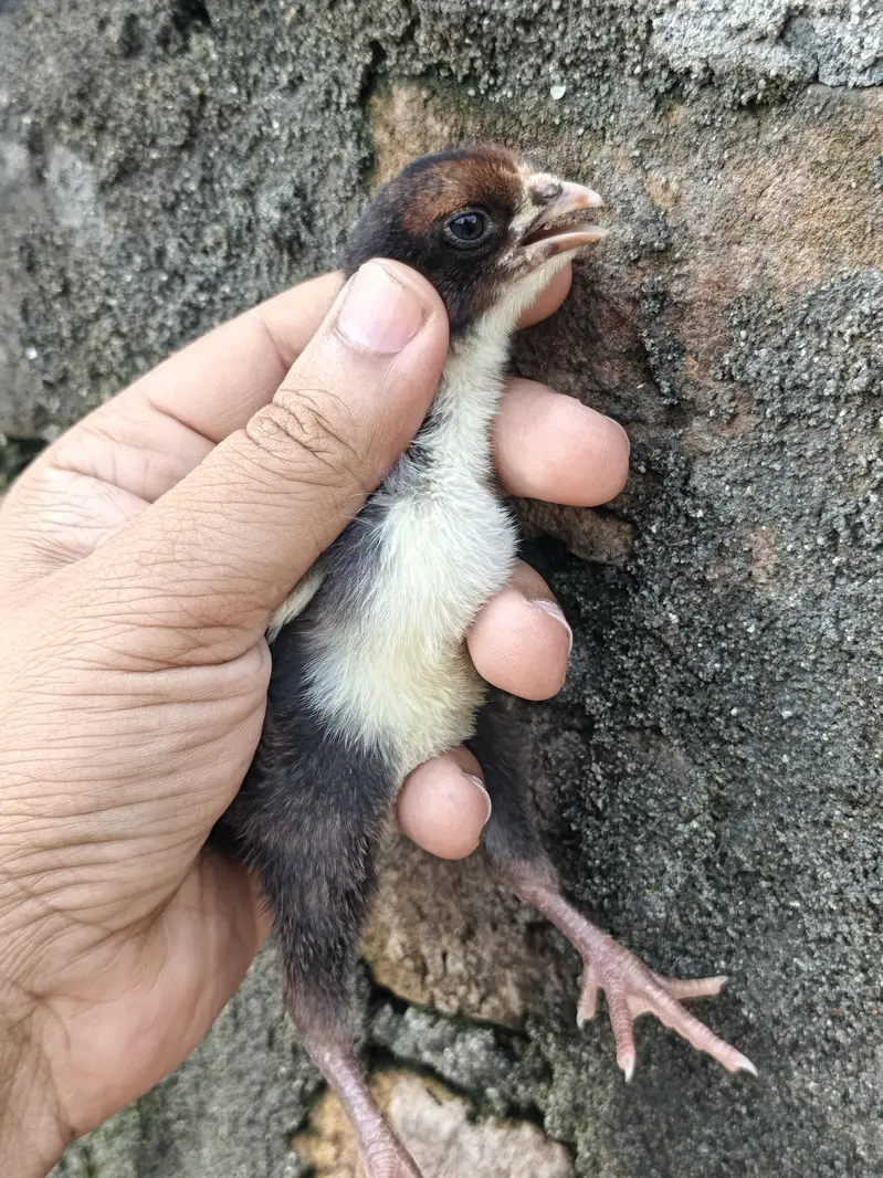 High Quality Paper white and Lakha mushka Chicks — photo 6
