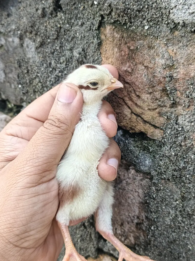 High Quality Paper white and Lakha mushka Chicks — photo 7