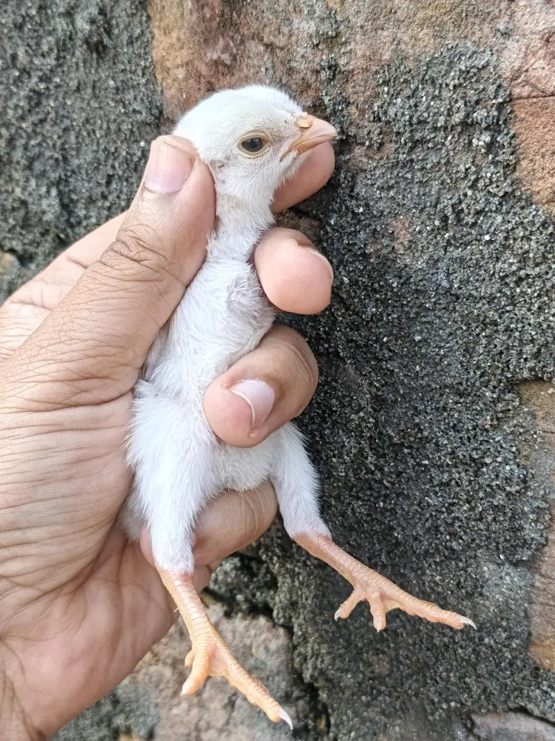 High Quality Paper white and Lakha mushka Chicks — photo 8