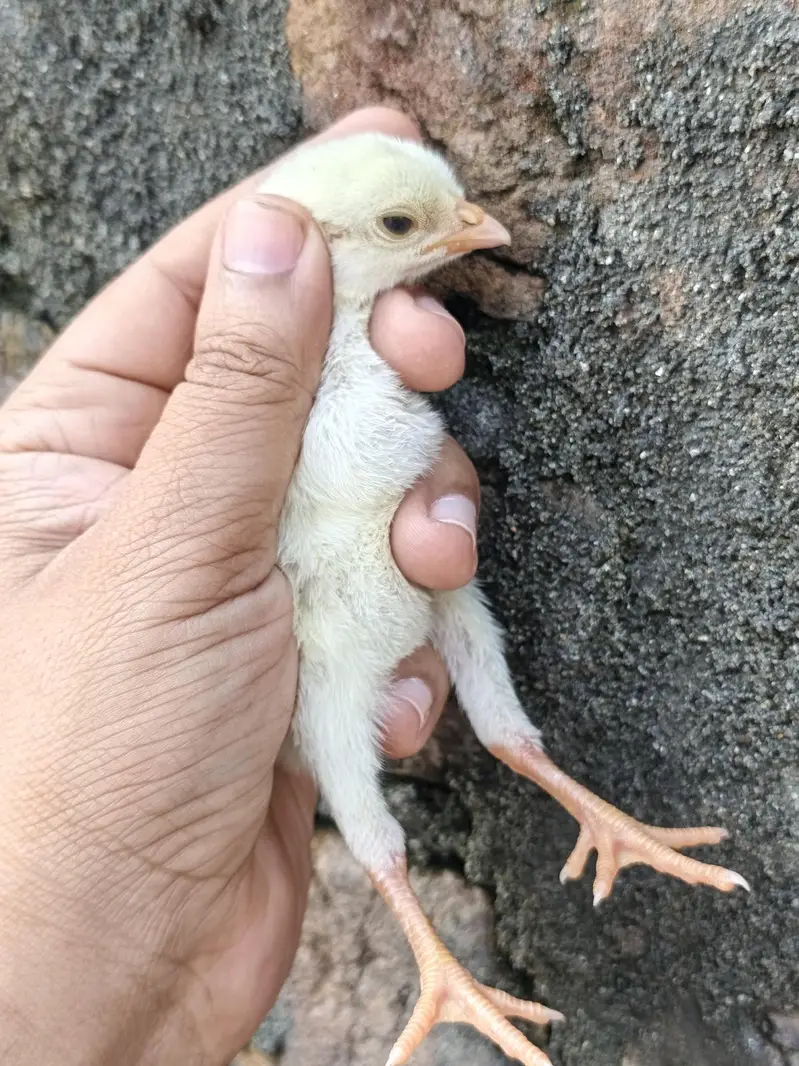 High Quality Paper white and Lakha mushka Chicks — photo 9